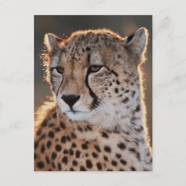 Gepard tittar bort vykort (Framsida)