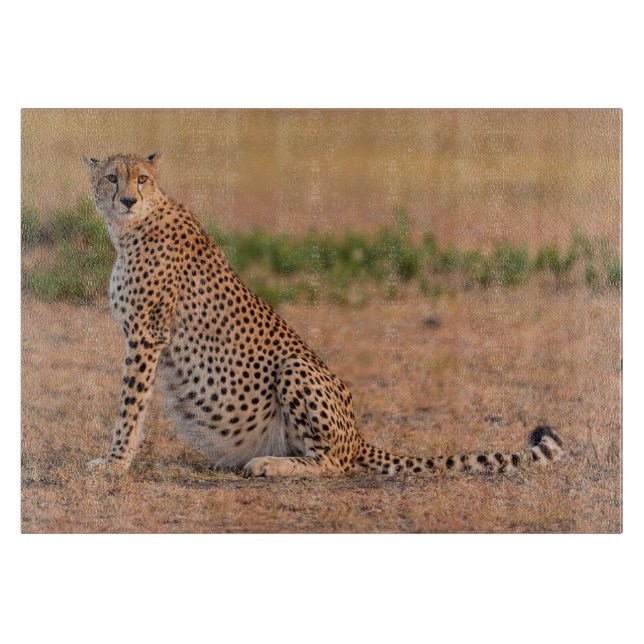 Gepard vilande tidigt på morgonen (Framsidan)