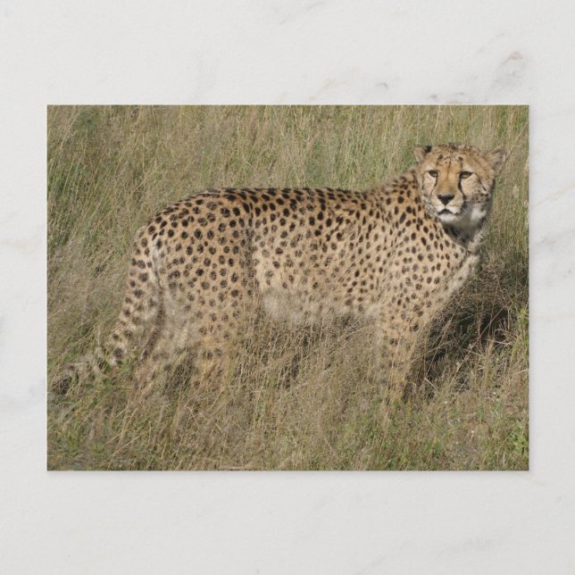 Gepard Vykort (Framsida)