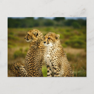 Gepardfotografering (Acinonyx Jubatus) Vykort
