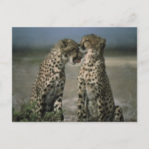 Gepardkärlek Vykort