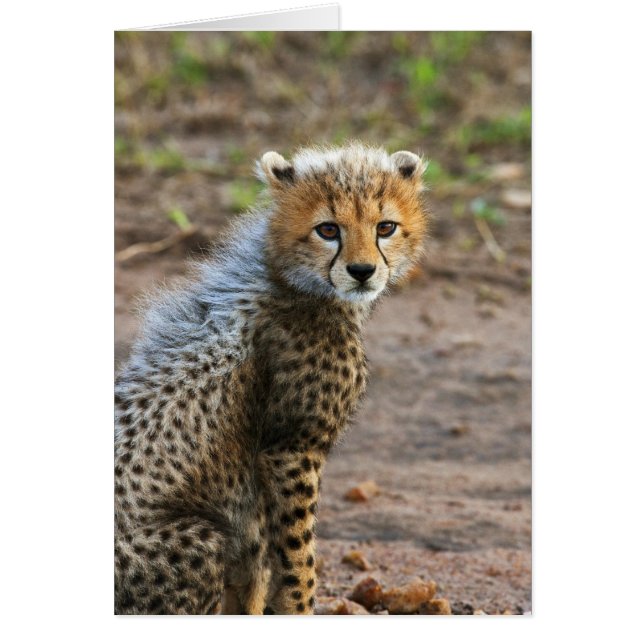 Gepardunge (Acinonyx Jubatus) Hälsningskort (Framsidan)