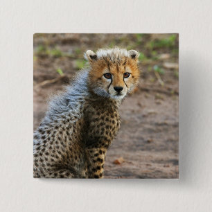 Gepardunge (Acinonyx Jubatus) Knapp