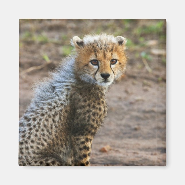 Gepardunge (Acinonyx Jubatus) Magnet (Framsidan)