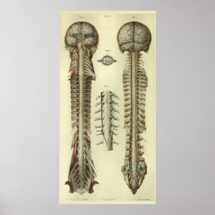 Ger mod hjärnryggmärg 1866 anatomitrycket poster
