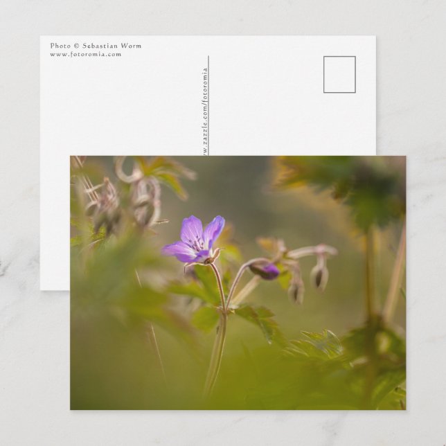 Geranium Blommar Nature Photo Vykort (Fram/baksida)
