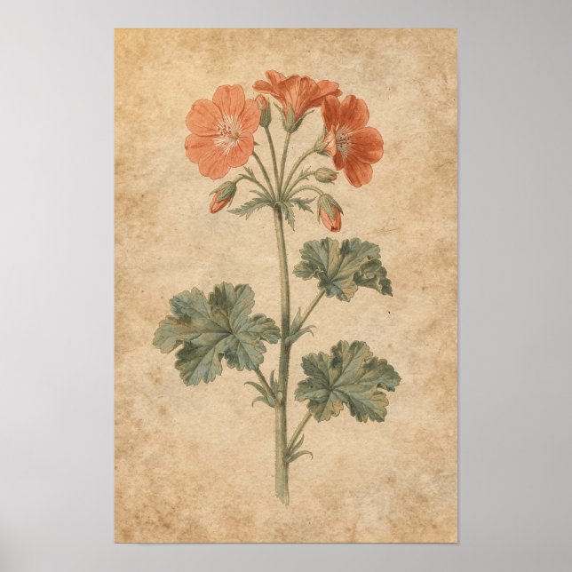 Geranium Botaniskt Tryck (Framsidan)