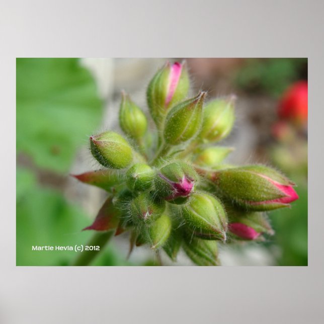 Geranium Buds Poster (Framsidan)