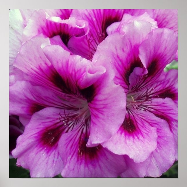 Geranium Care Poster (Framsidan)