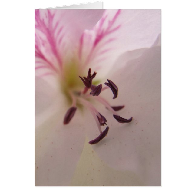 Geranium Center-kort Hälsningskort (Framsidan)