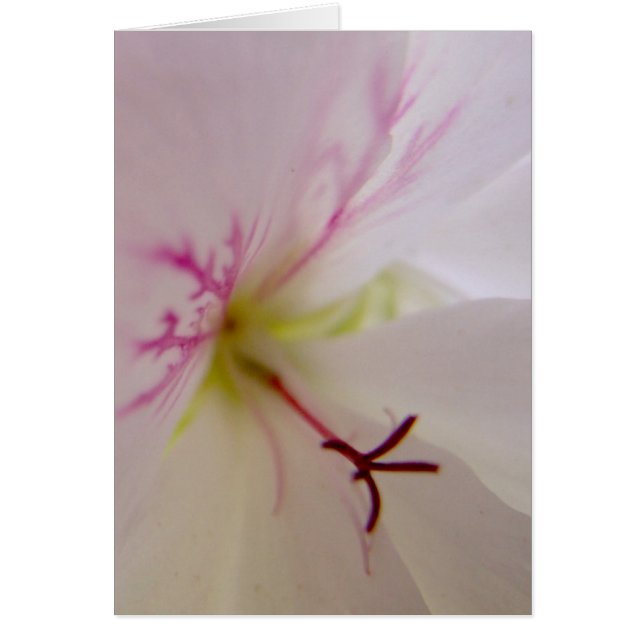Geranium Detail Card Hälsningskort (Framsidan)