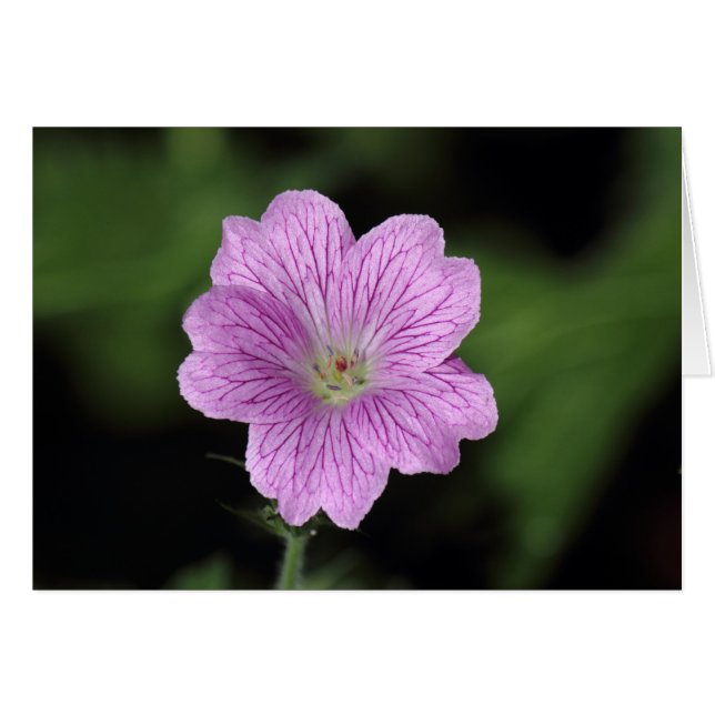 Geranium Endressii Hälsningskort (Framsidan Horizontal)