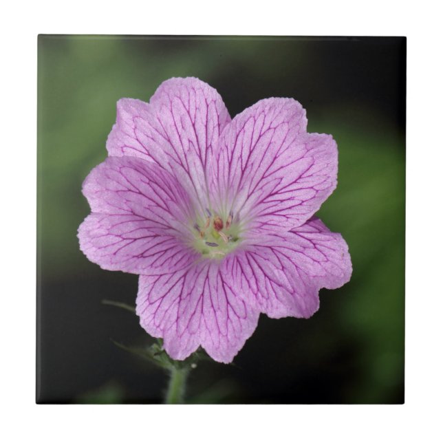 Geranium Endressii Kakelplatta (Framsidan)