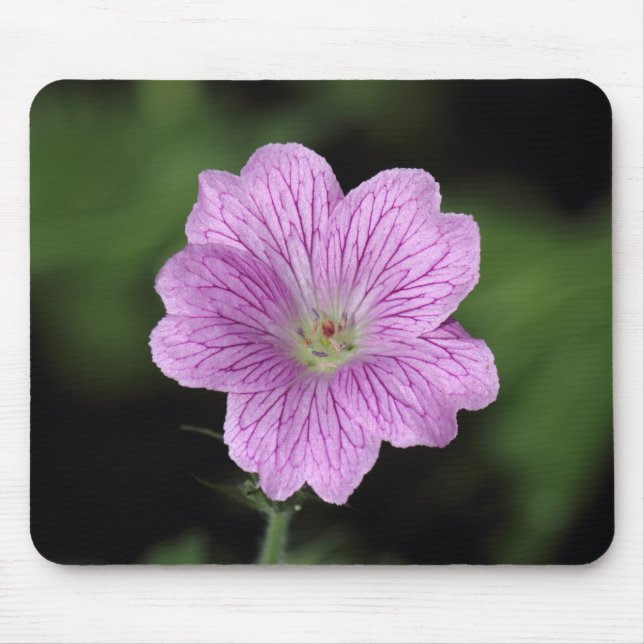 Geranium Endressii Musmatta (Framsidan)