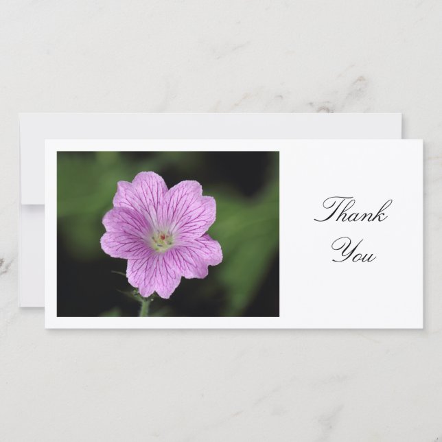 Geranium Endressii - Tack Kort (Framsida)