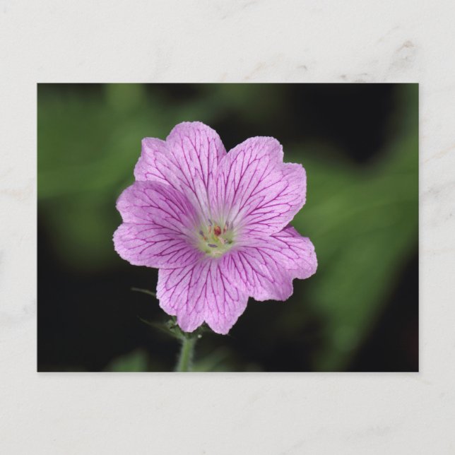 Geranium Endressii Vykort (Framsida)