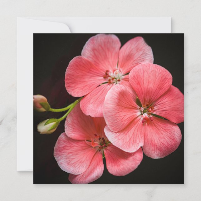 Geranium Flower Kort (Framsida)