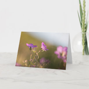 Geranium Flower Nature Photo Kort