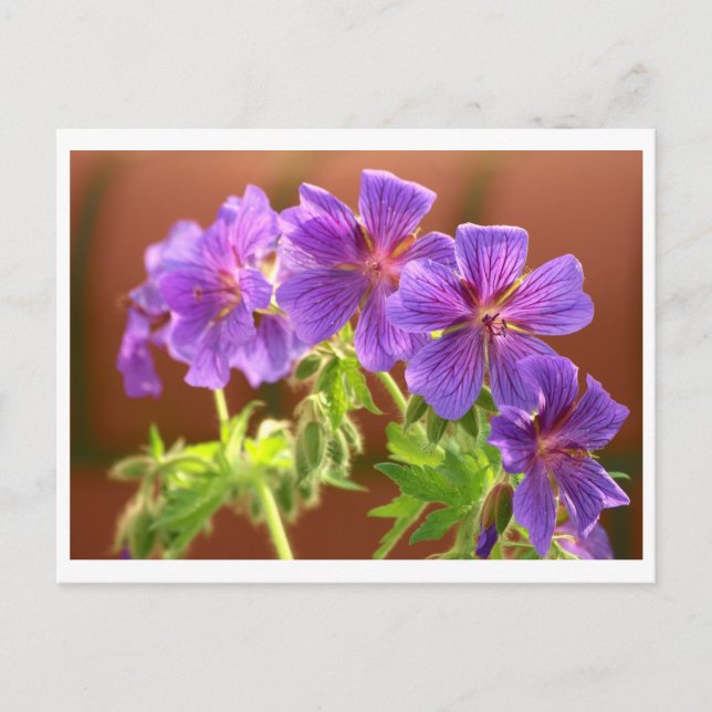 Geranium Flower vycard Vykort (Framsida)