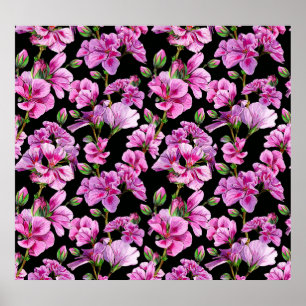 Geranium grenar, rosa buds. poster