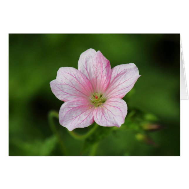 Geranium Hälsningskort (Framsidan Horizontal)