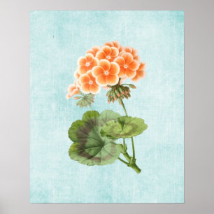 Geranium-illustration på åldrad denim poster