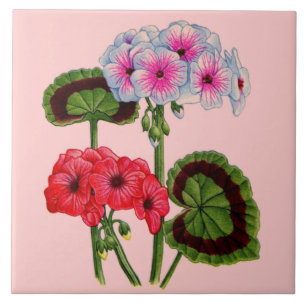 geranium kakelplatta