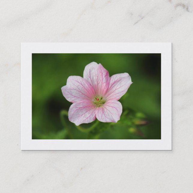 Geranium (Kantad) Visitkort (Framsida)