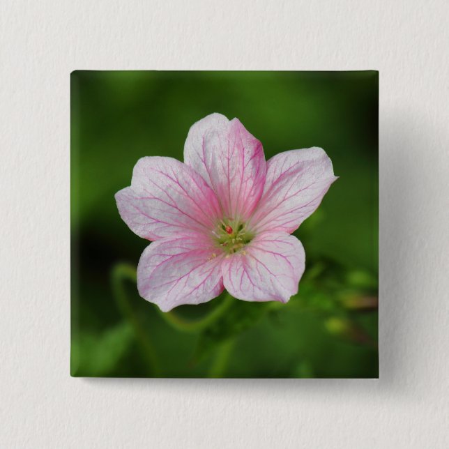 Geranium Knapp (Framsida)