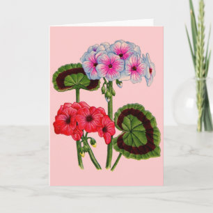 geranium kort