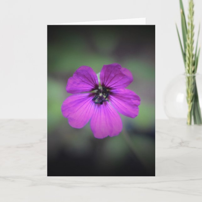 Geranium, kort (Framsida)