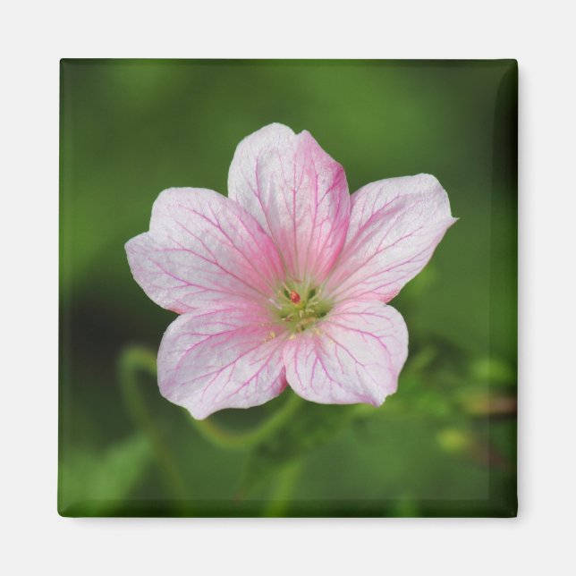 Geranium Magnet (Framsidan)