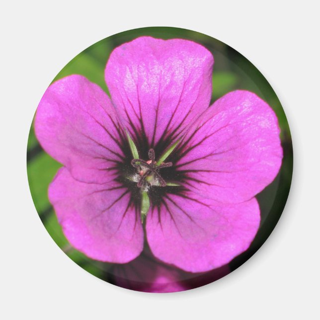 Geranium Magnet (Framsidan)