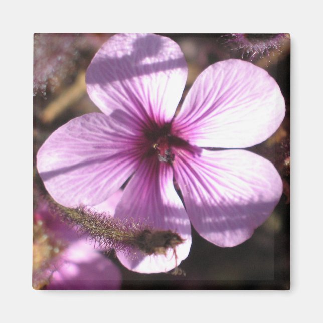 Geranium Magnet (Framsidan)