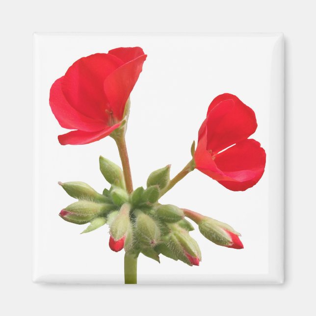 Geranium Magnet (Framsidan)