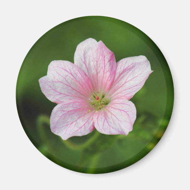 Geranium Magnet (Framsidan)