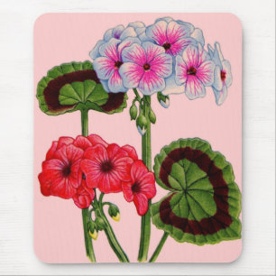 geranium musmatta