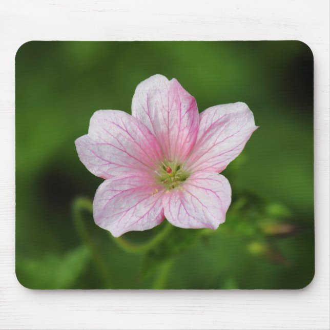 Geranium Musmatta (Framsidan)