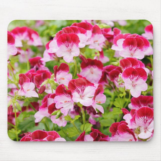 geranium musmatta (Framsidan)