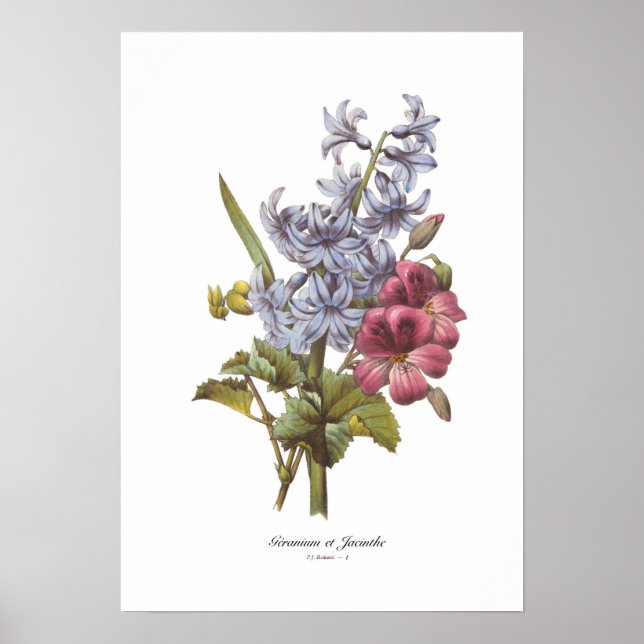 Geranium och Hyacint Poster (Framsidan)