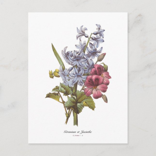 Geranium och Hyacint Vykort (Framsida)
