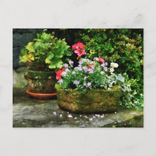 Geranium och Lavender Flowers på Stone Steps Vykort