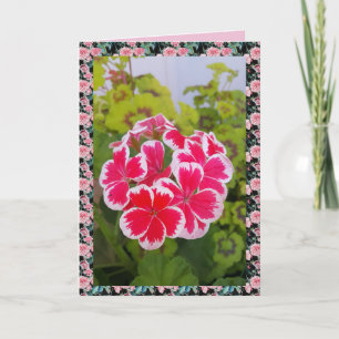 Geranium Pelargonium Blomma Trädgård blomsterkort Kort