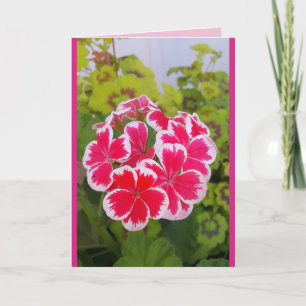 Geranium Pelargonium Blomma Trädgård blomsterkort Kort