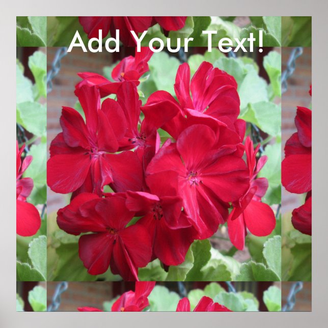 Geranium Plant Red Blommigt Poster (Framsidan)