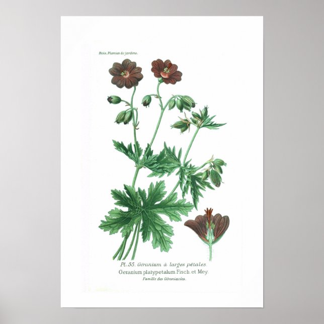 Geranium platypetalum poster (Framsidan)