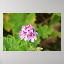 Geranium Poster