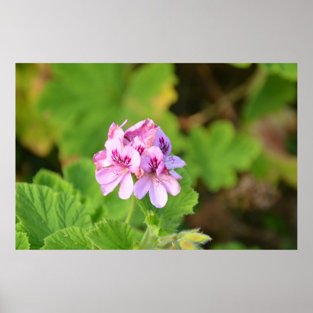 Geranium Poster (Framsidan)