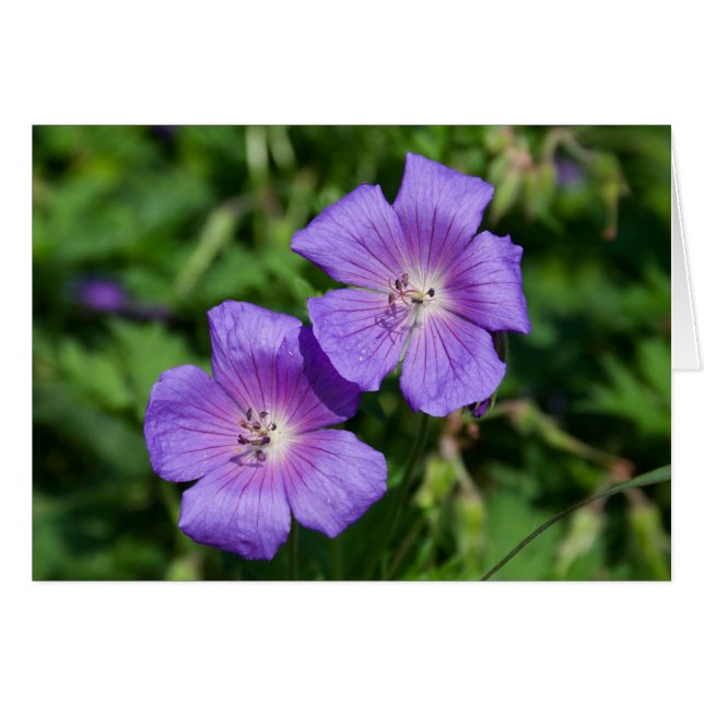 Geranium pratense hälsningskort (Framsidan Horizontal)