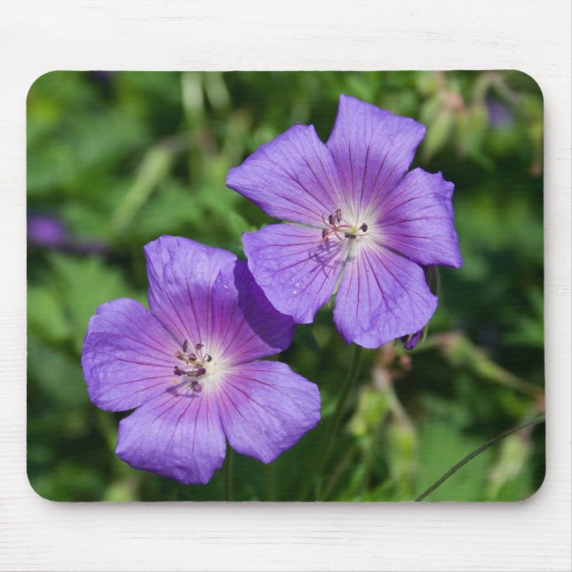 Geranium pratense musmatta (Framsidan)